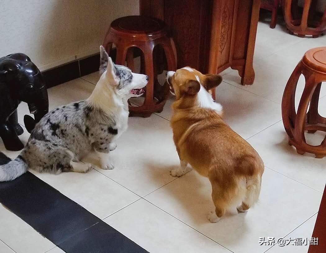 狗狗乱尿该怎么打,小狗打生理盐水怎么打