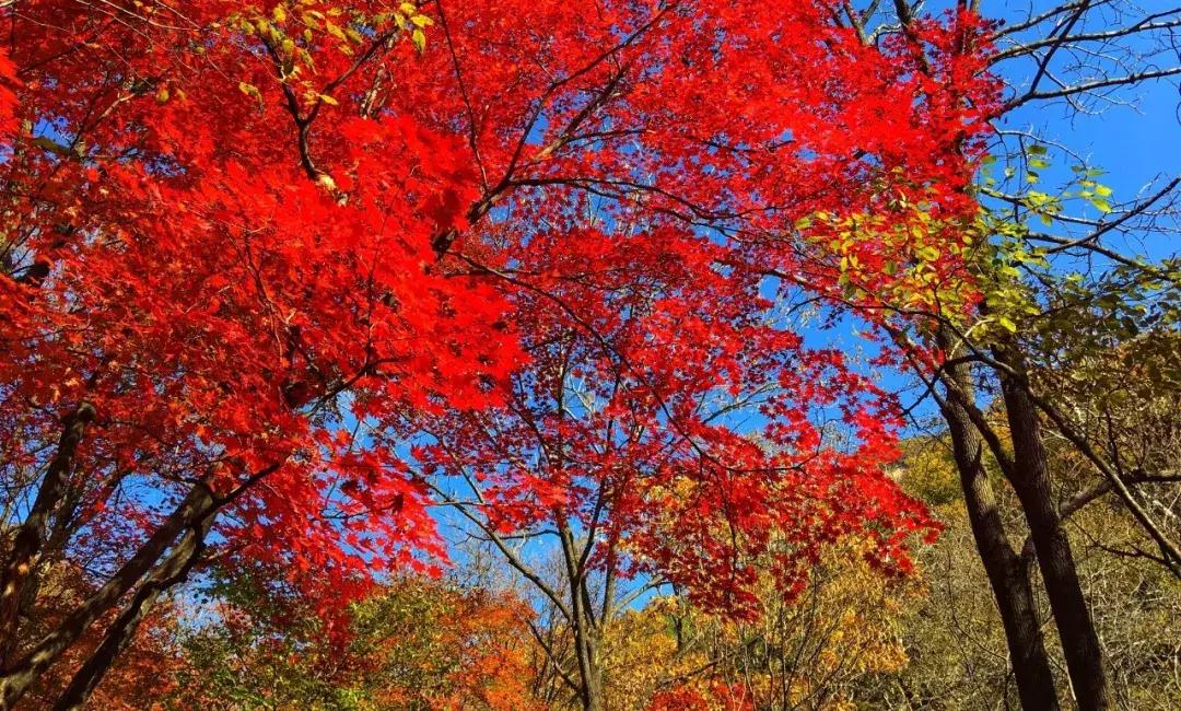 秋天来本溪赏枫叶,醉美枫叶季