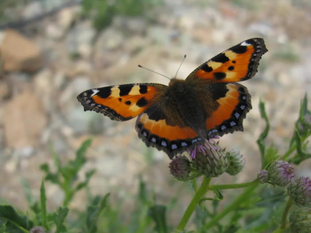 *疆新**的蝴蝶，惊世骇俗