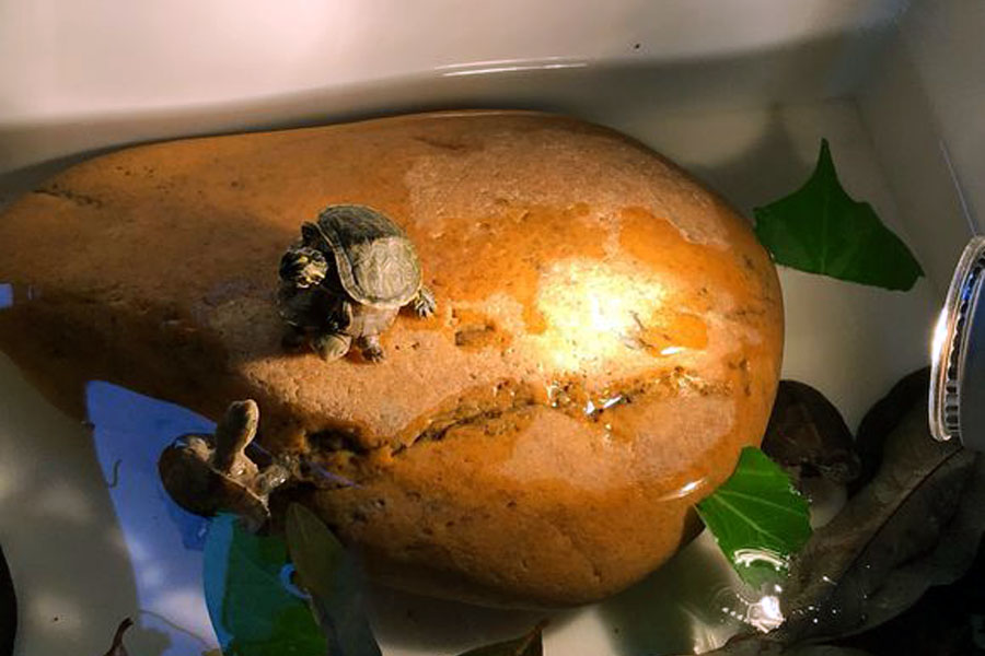 乌龟中暑了会自己好吗,乌龟暴晒中暑