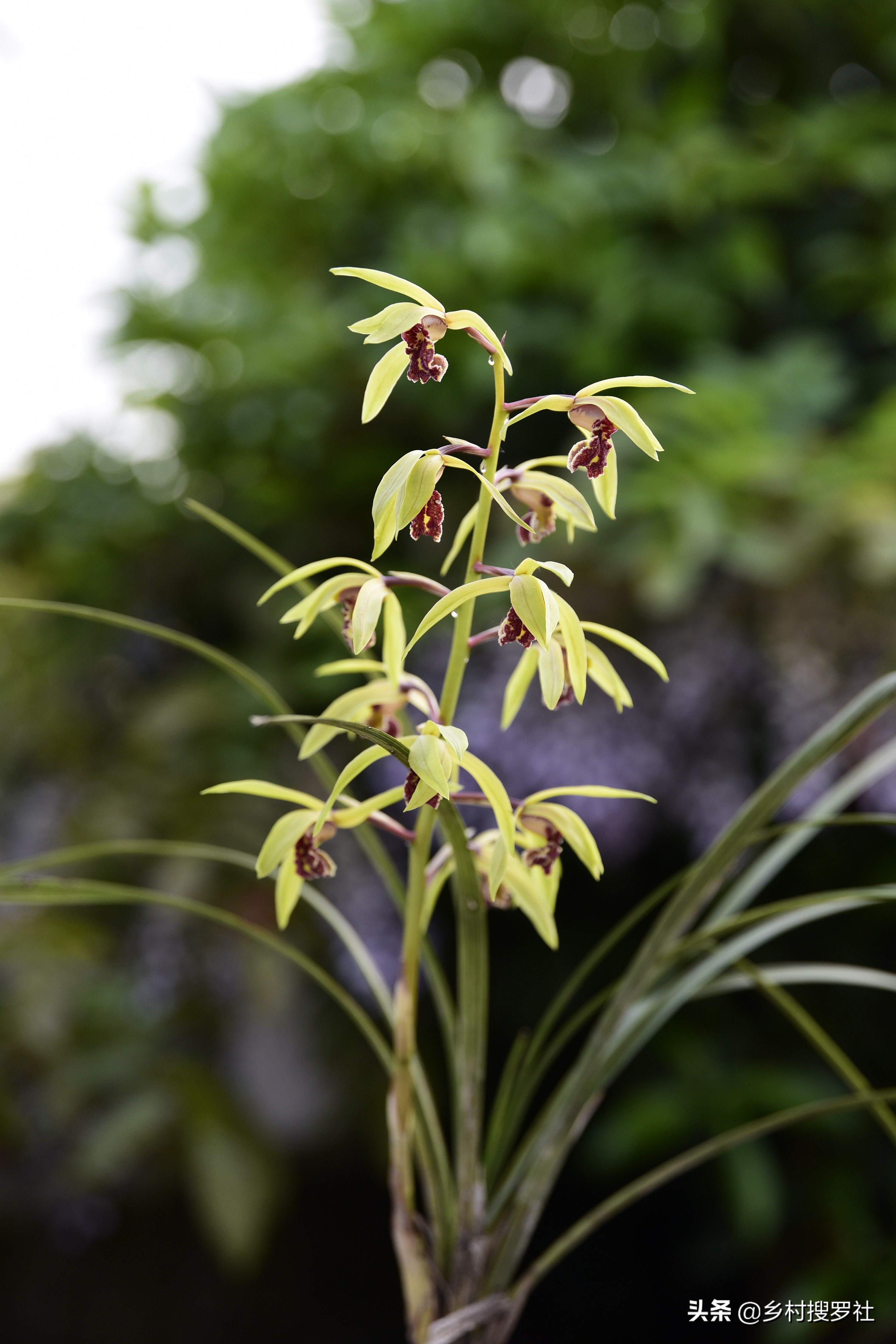 兰花什么叶子好养,露水对兰花叶子究竟有什么好处