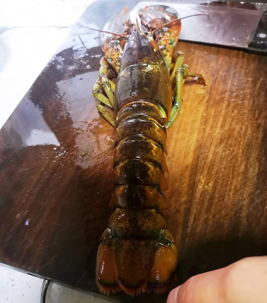 龙虾鲜活大龙虾怎么做好吃,家常清蒸大龙虾怎么杀视频