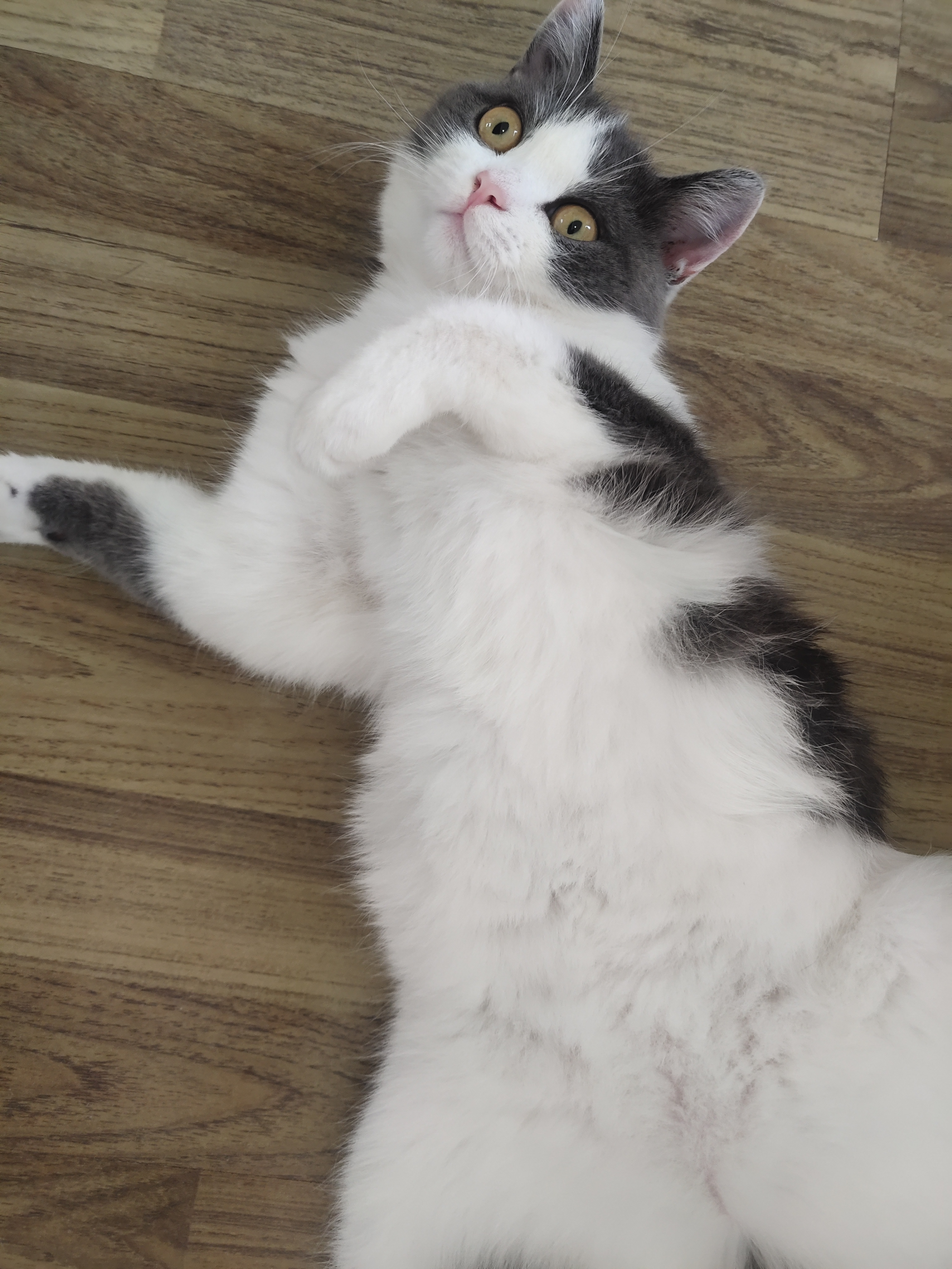 幼猫猫粮推荐真实测评皇家,什么猫粮比皇家猫粮好些