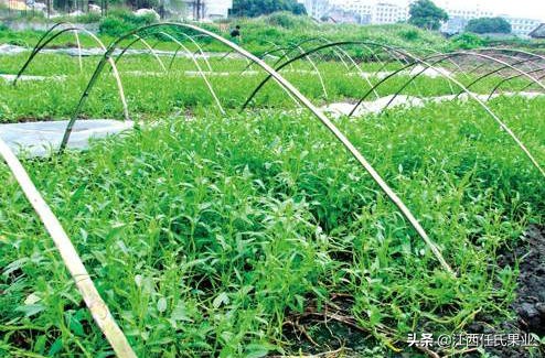 黎川空心菜种植方法图解,在贵州空心菜怎样种植才好