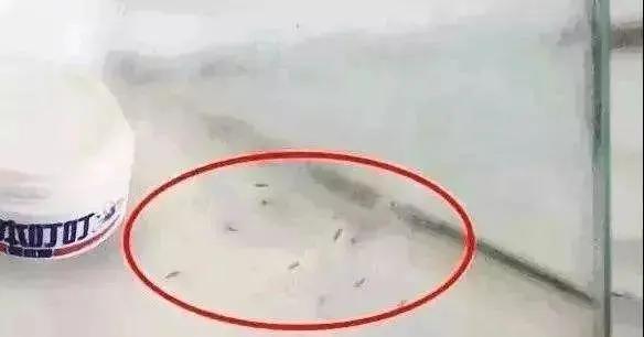 开灯后为什么听不到蚊子嗡嗡声,关灯蚊子嗡嗡叫开灯却找不到