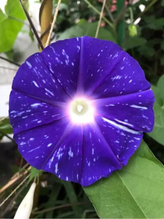 牵牛花到处游,牵牛花随便种