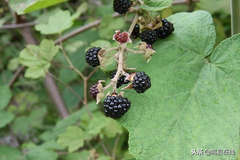 农村比较常见的中草药,农村不可碰的十种草药