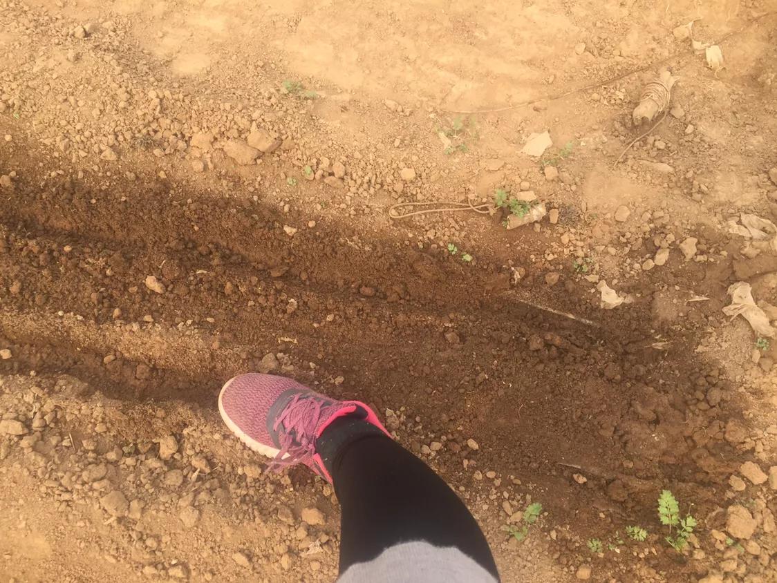 播种不急于收获,播种秧苗用什么办法不长草