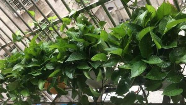 冬天绿萝移盆的正确方法,深秋时节绿萝反黄怎么办