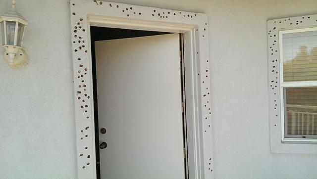 出差回来看见门上全是洞，主人一头问号：这是招谁惹谁了？