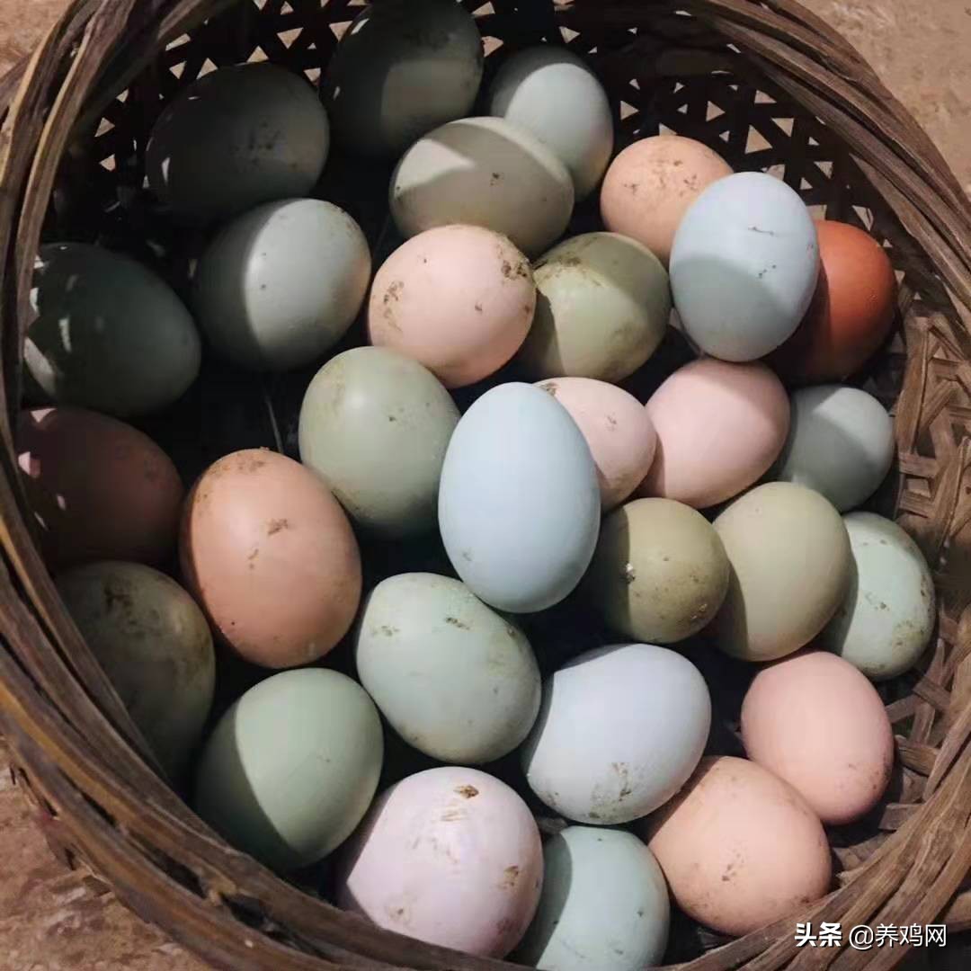 怎样辨别养殖鸡蛋和土鸡蛋,散养土鸡蛋和笼养鸡蛋营养成分