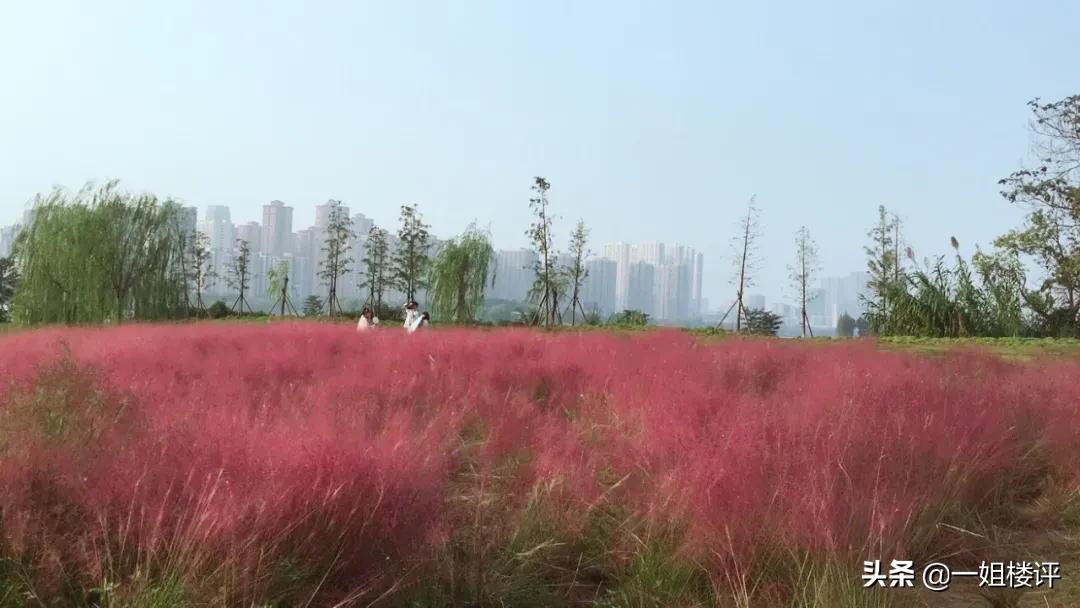 豪横！8条地铁线！万达、腾讯、山姆、永旺这个区域今年要爆了