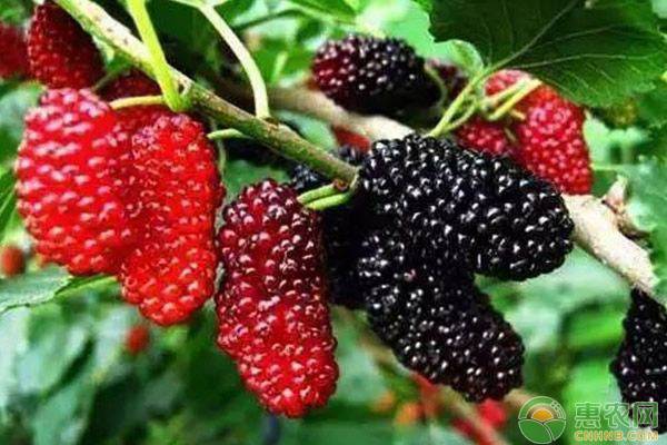 桑葚怎么储藏最好,桑葚洗过之后吃不完怎么保存