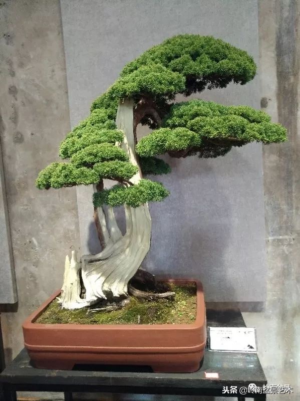 閲戝脊瀛愬湪鐩嗘櫙涓殑鍦颁綅,姒嗘爲鍦ㄧ泦鏅晫鍦颁綅