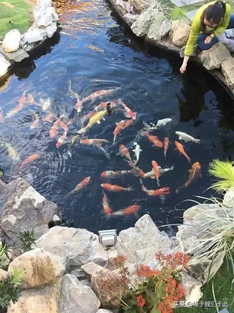 锦鲤长白毛最快的治疗方法,治疗锦鲤鱼病特效药