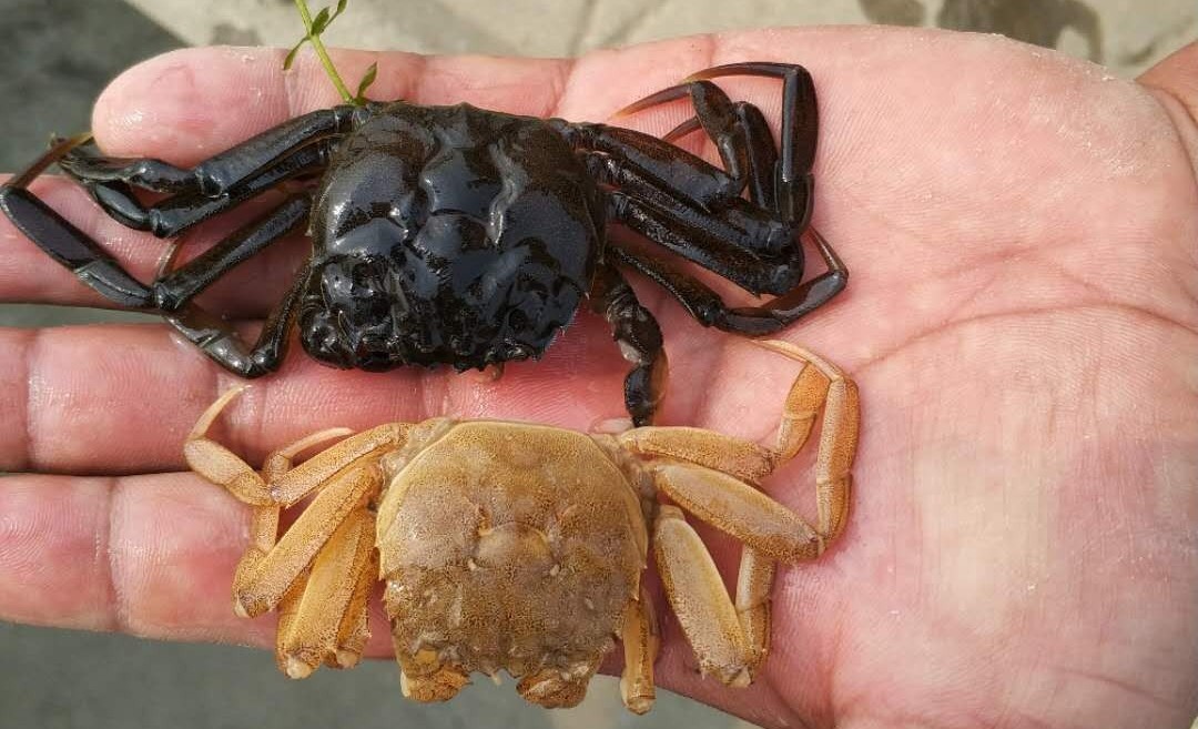 河蟹养殖前景和问题,河蟹养殖前景和现状