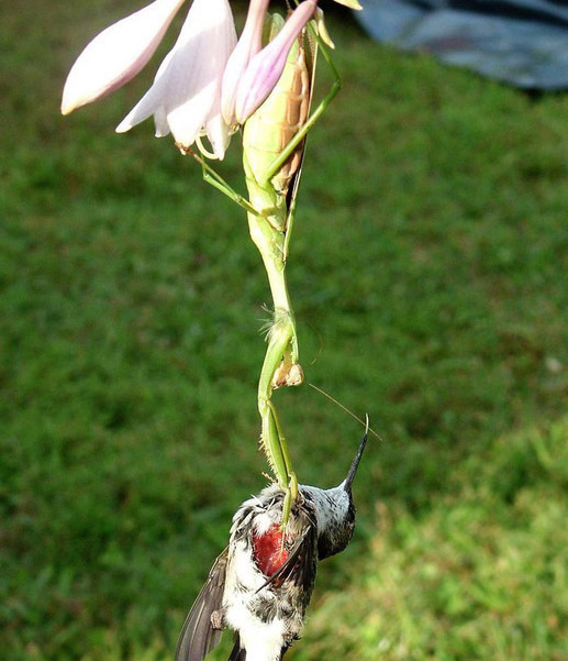 鸟VS螳螂，却被螳螂吃掉！“元芳”你怎么看