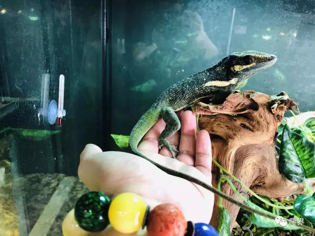 伦敦的爬宠店,隐藏在小区深处的店铺