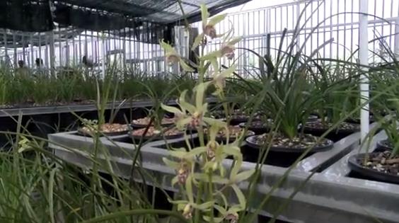 桐柏什么地方种兰花,桐柏种兰花