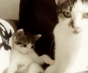 敞口杯和鸭嘴杯区别,吸管杯鸭嘴杯敞口杯