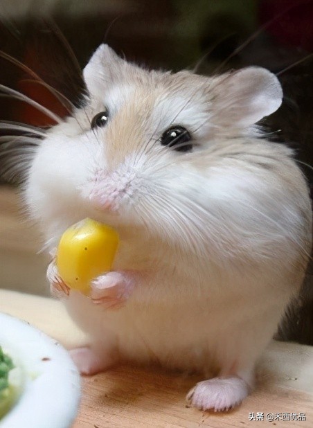 喂仓鼠什么食物才能达标,怎么喂仓鼠才是正确方法