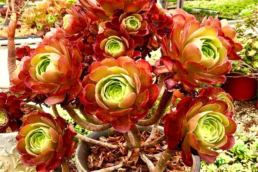 多肉紫馨如何养护,多肉紫羊绒用什么土