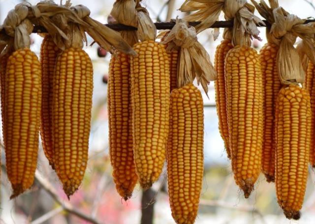 猪牛羊霉菌毒素中毒的表现,猪霉菌毒素中毒怎么治疗效果最好