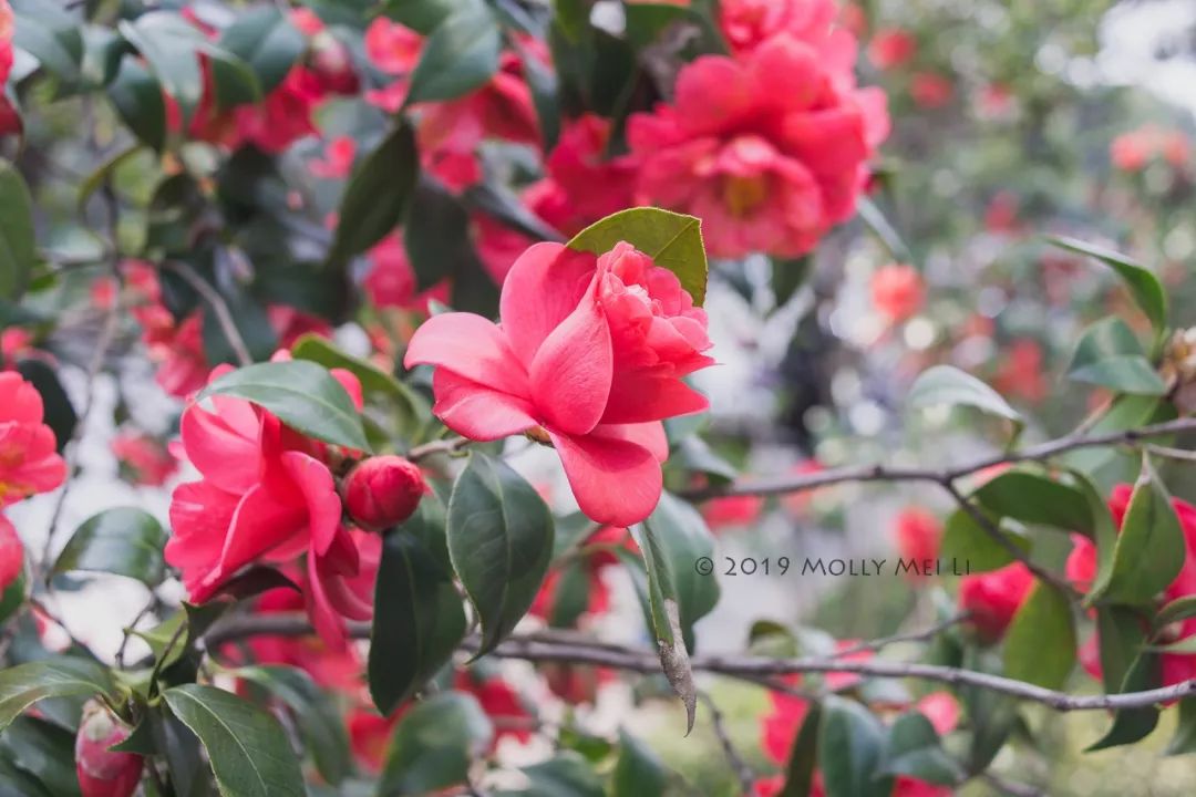 康泰时f2镜头评测,康泰时contaxg21f2.8镜头