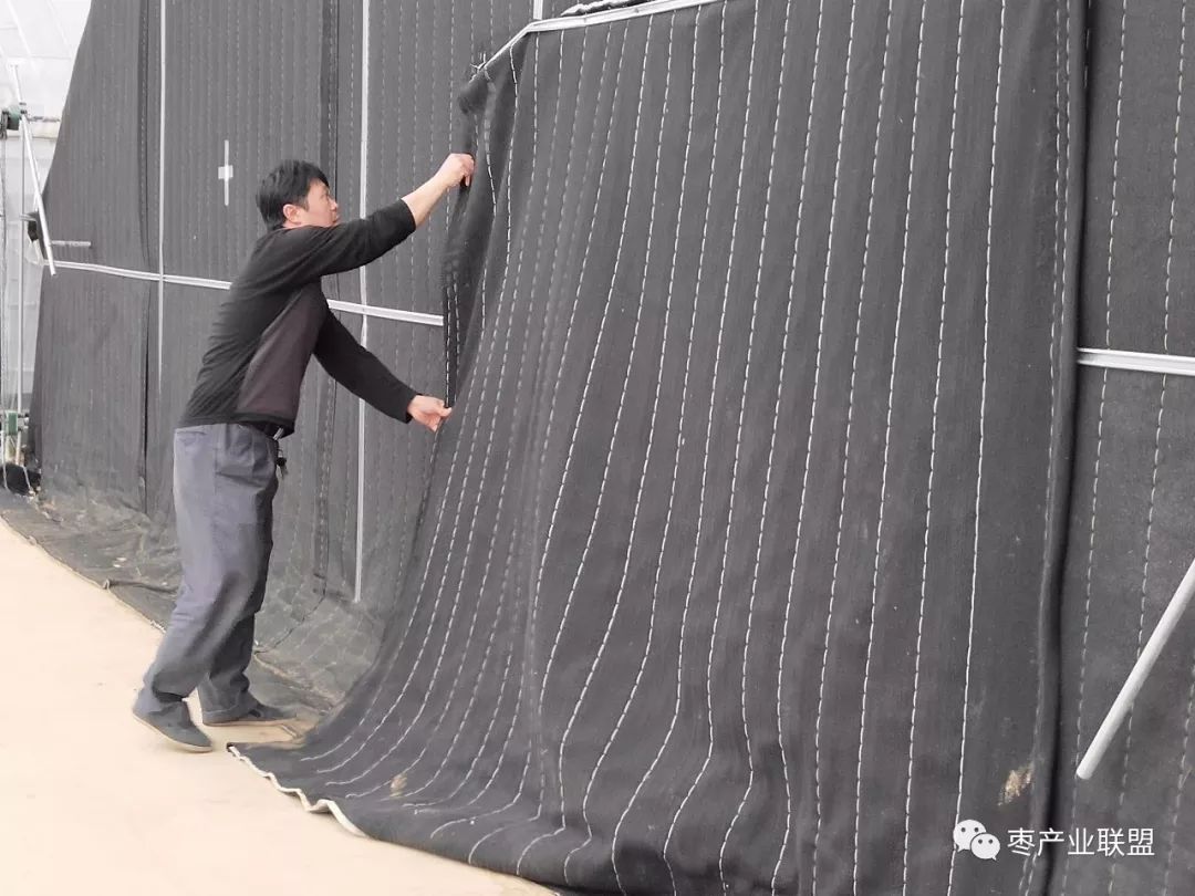 冬枣膨果时间和方法,冬枣钢架棚扣棚时间