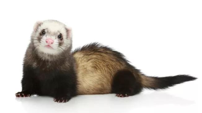 杀害人类的10种食物,盘点十大难以杀死的动物