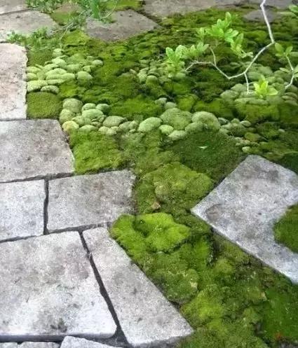 禅意庭院一定要用苔藓吗,禅意苔藓微景观制作视频