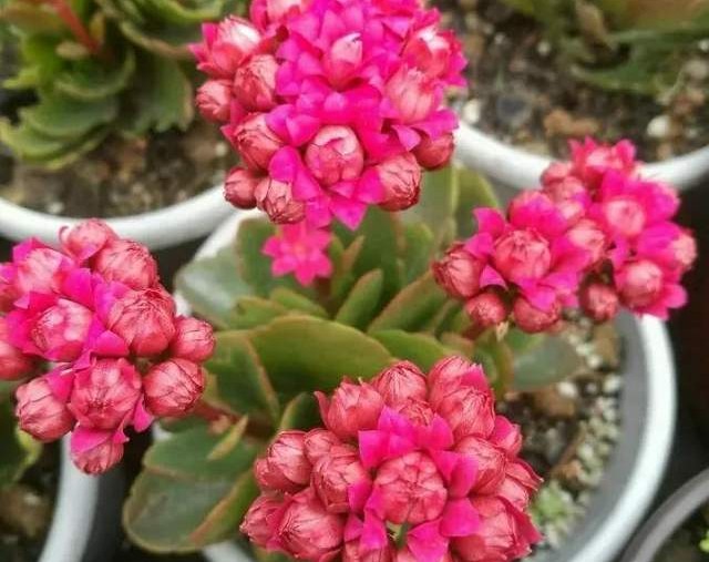 单瓣长寿花品种大全图,长寿花单瓣最好看的品种