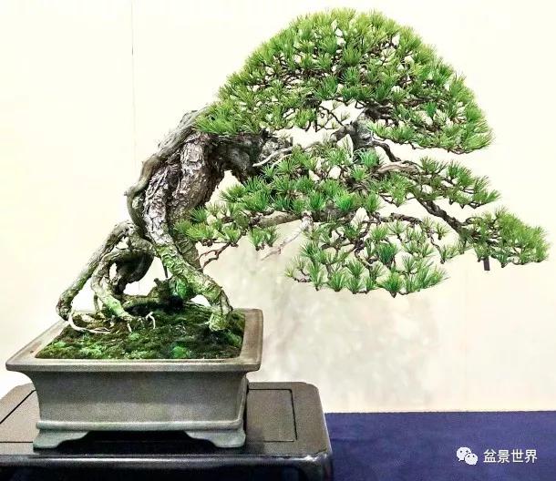 大师级老桩盆景欣赏,精美绝伦的老桩盆景