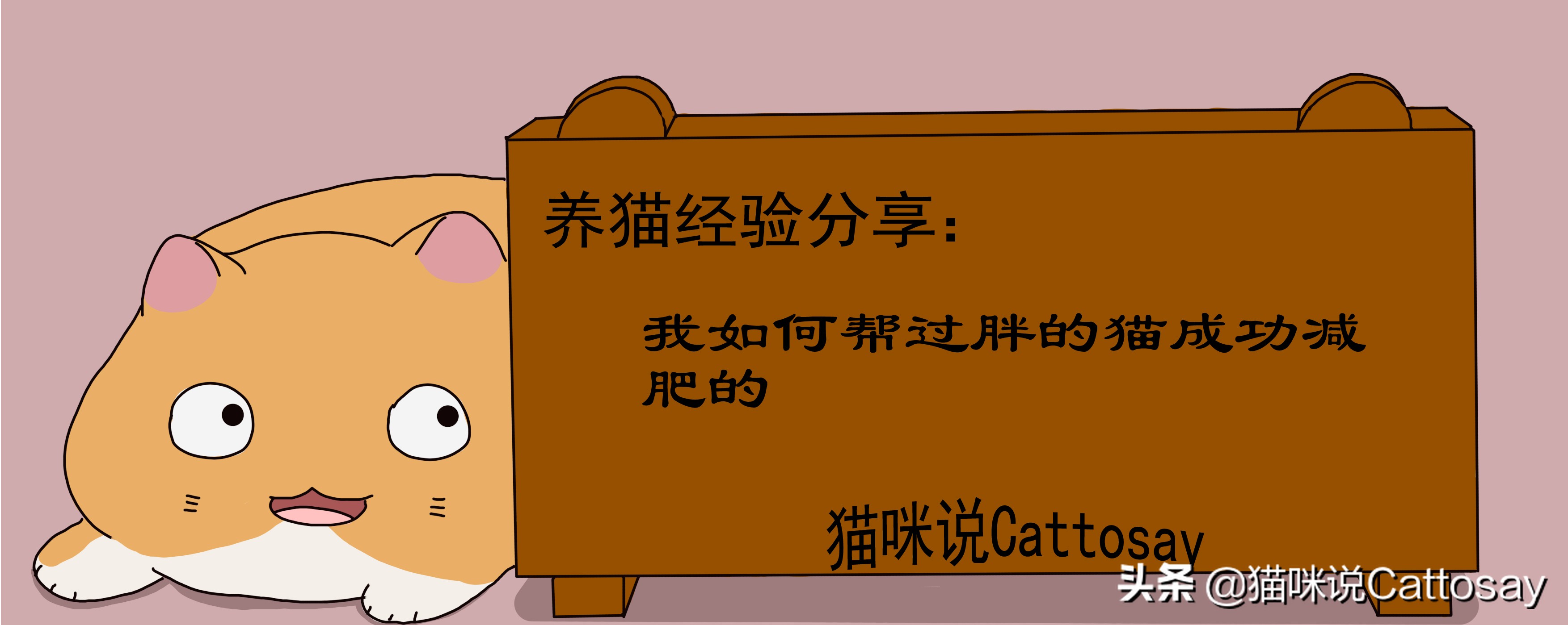 胖猫减肥最有效的方法,胖猫减肥励志视频