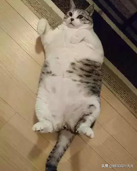 拿什么拯救你我的体重,拿什么拯救你我的肥胖