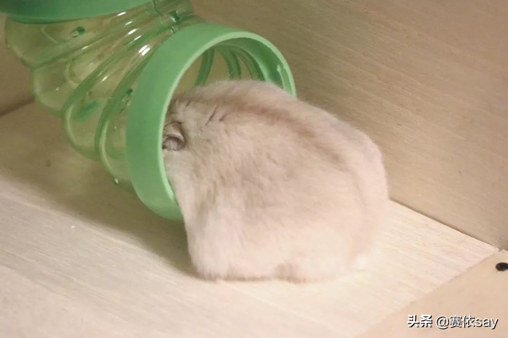 日本推主养了只小仓鼠，又团又圆的样子简直萌炸了！可爱到治愈！
