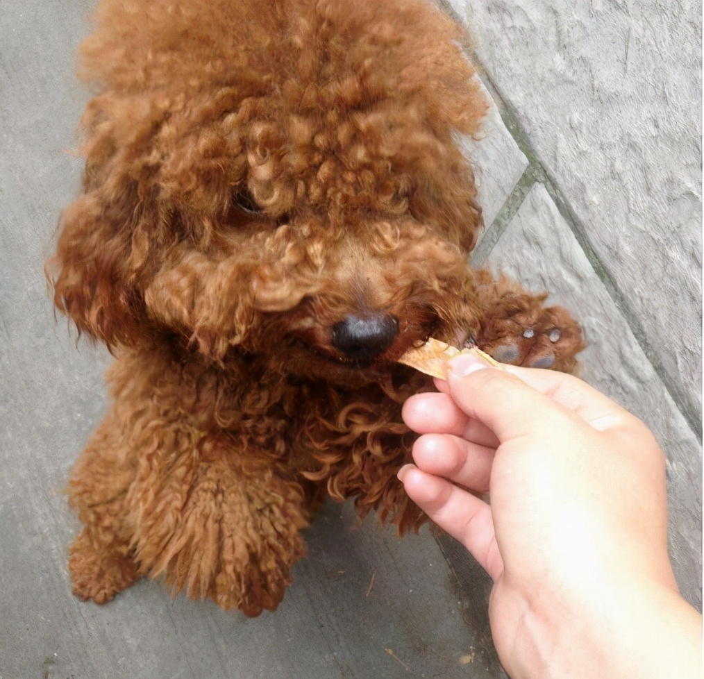 泰迪挑食不吃狗粮吃冻干肉零食,泰迪挑食不吃干狗粮怎么办