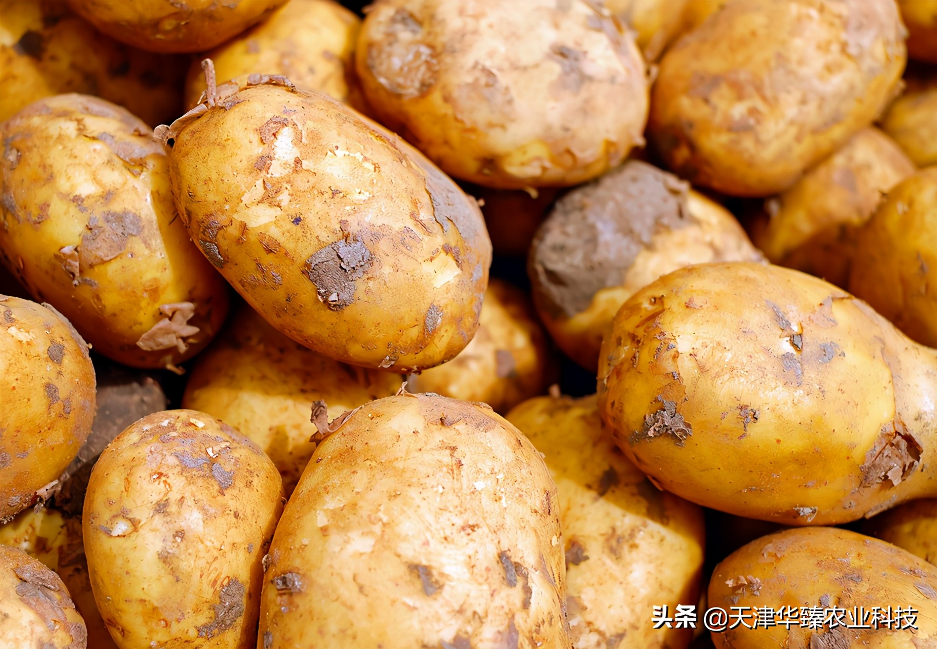 土豆长期缺磷肥有什么症状,土豆钾元素