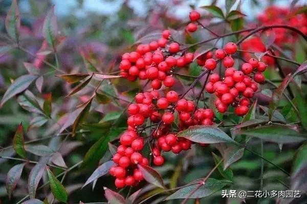 365种·常见花卉图谱，观果和多肉植物收藏篇