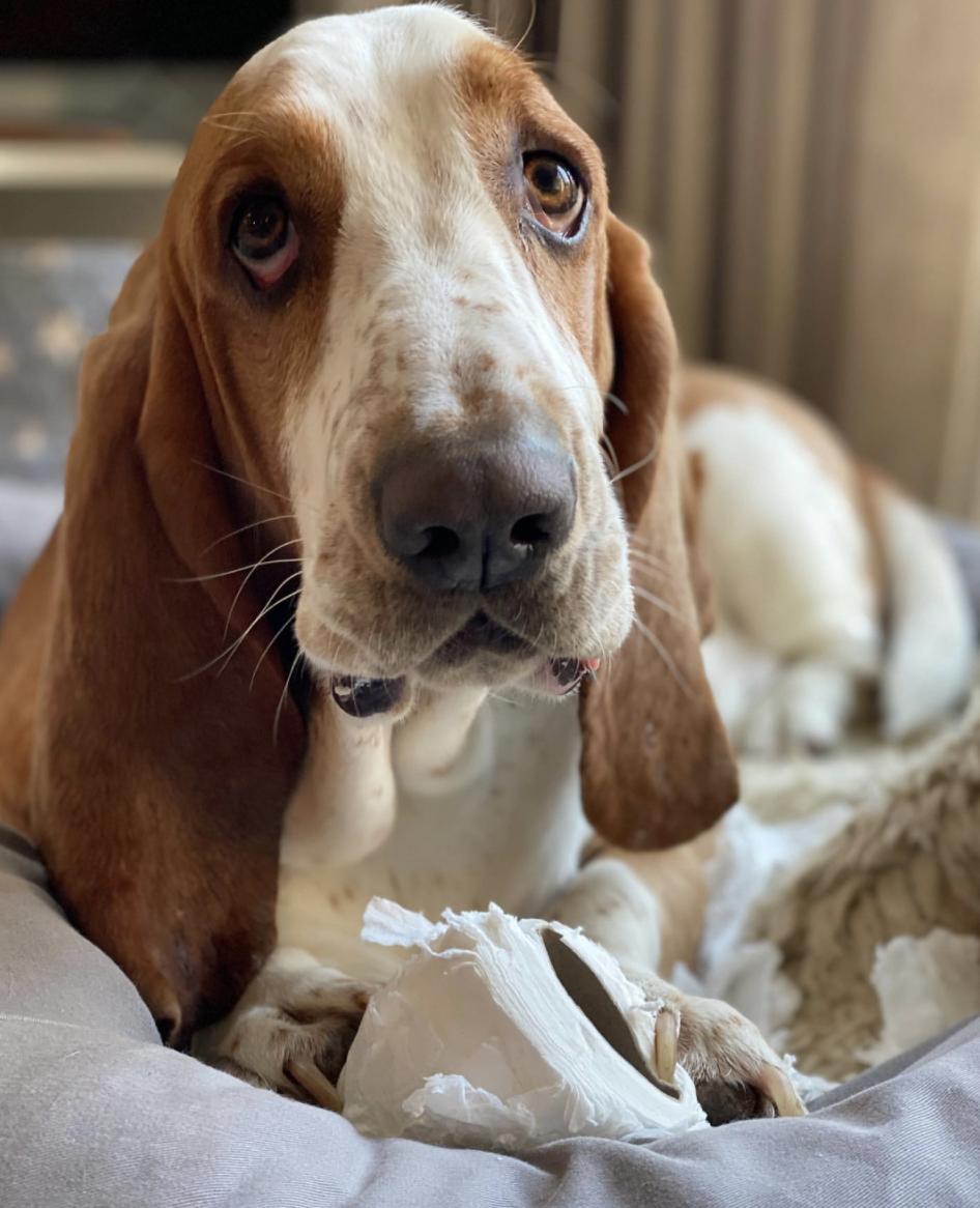 萌犬犬种,惹人喜爱的萌犬