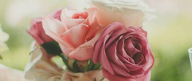 玫瑰花人人都喜欢,玫瑰有刺为什么人人喜欢