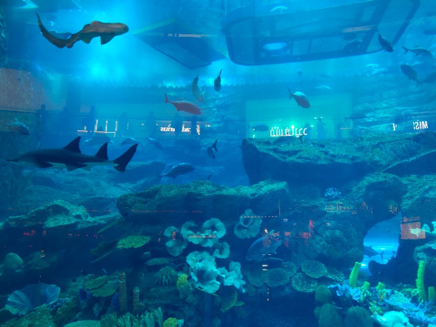 去迪拜上班有哪些坑,去迪拜工作好还是去旅游好