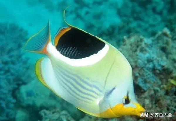 十大观赏鱼漂亮,最有价值的观赏鱼品种有哪些