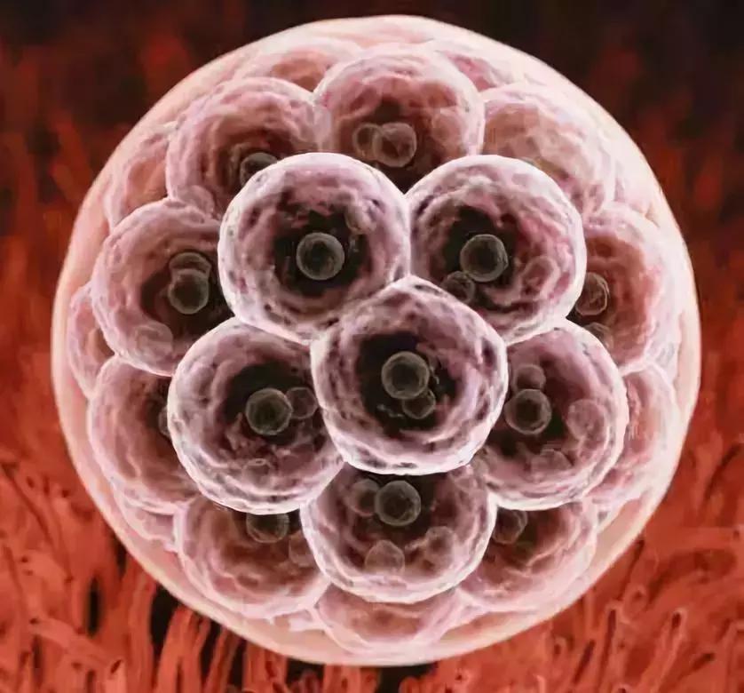 细菌影响基因发展吗,细菌的影响