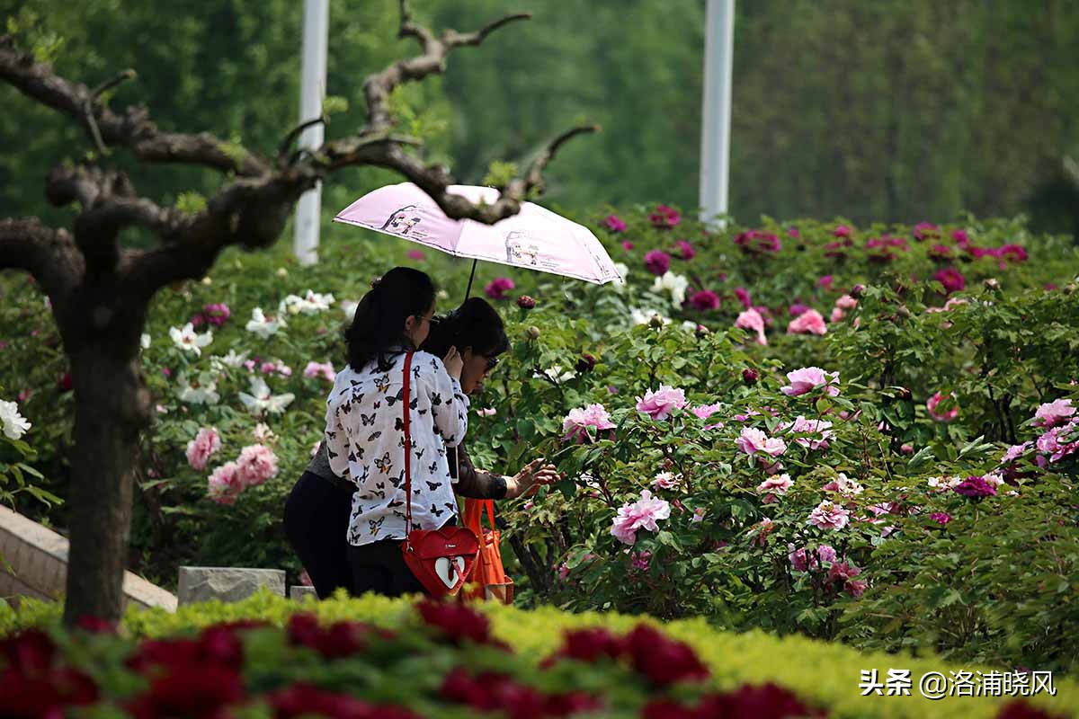 大院绿化的回忆——顺便看看院里的芍药定个究竟有多少种？