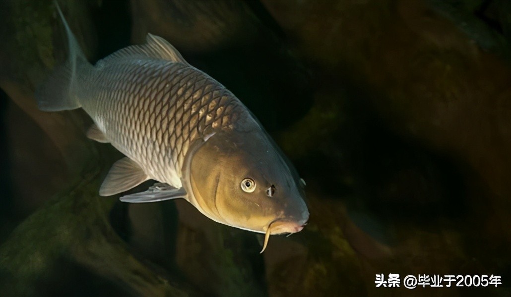 大连旅顺野钓淡水鱼的地方,大连近海常见鱼类图鉴