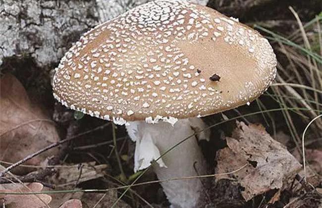 松树林常见的可食用蘑菇图片,常见可食用蘑菇