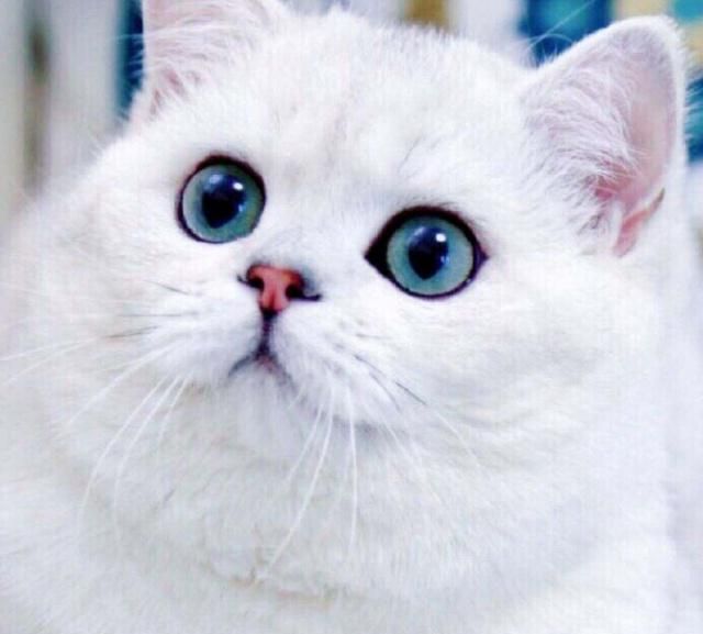 英国短毛猫的种类特别多,哪种是你的心头爱?最爱橘色“金胖子”