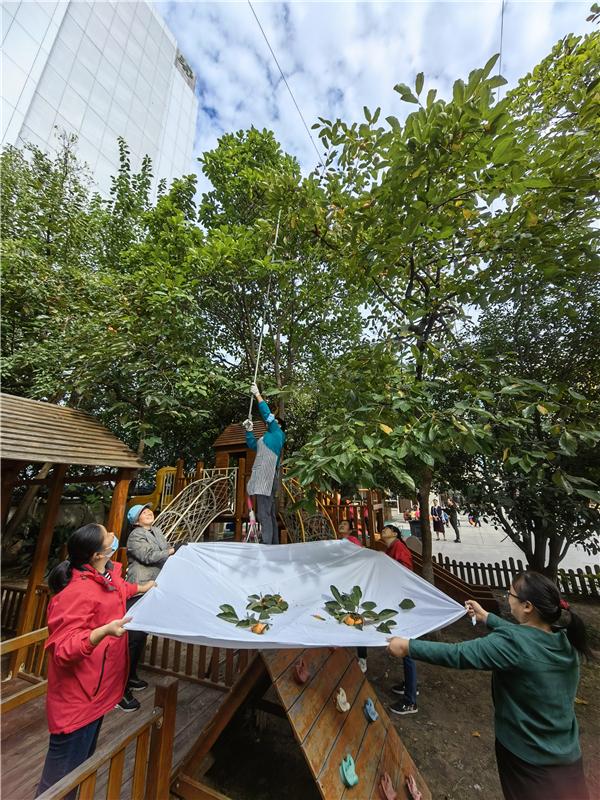 合肥市宿州路幼儿园:十月丰收秋味浓,香甜脆柿采摘忙