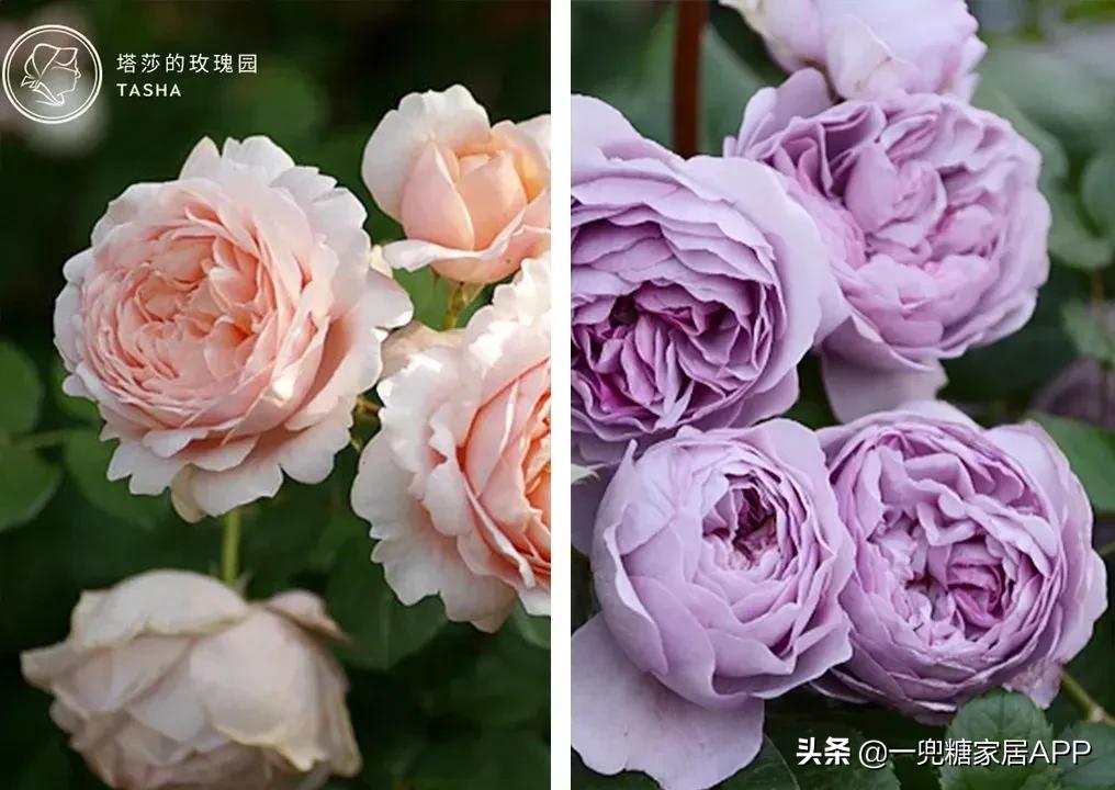 春天花会开|这20家植物淘宝店，植物杀手看了也想买！